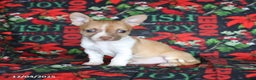 Chihuahua dogs for sale: Pepper - Ad 3