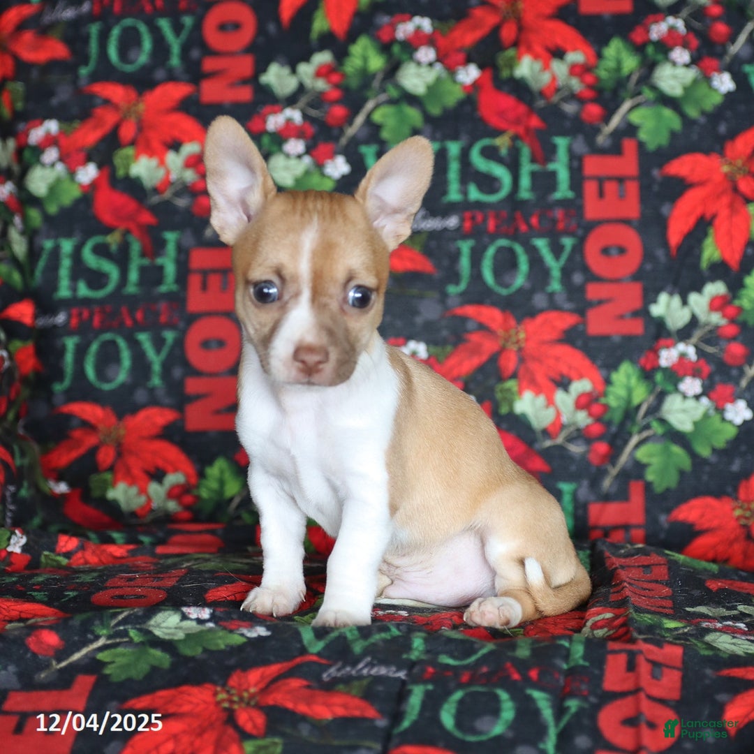Chihuahua dogs for sale: Pepper - Ad 3