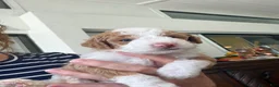 Mini Goldendoodle dogs for sale: Mini Goldendoodle 2 - Ad 15