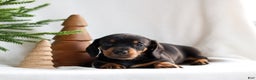 Miniature Dachshund dogs for sale: Hunter - Ad 2