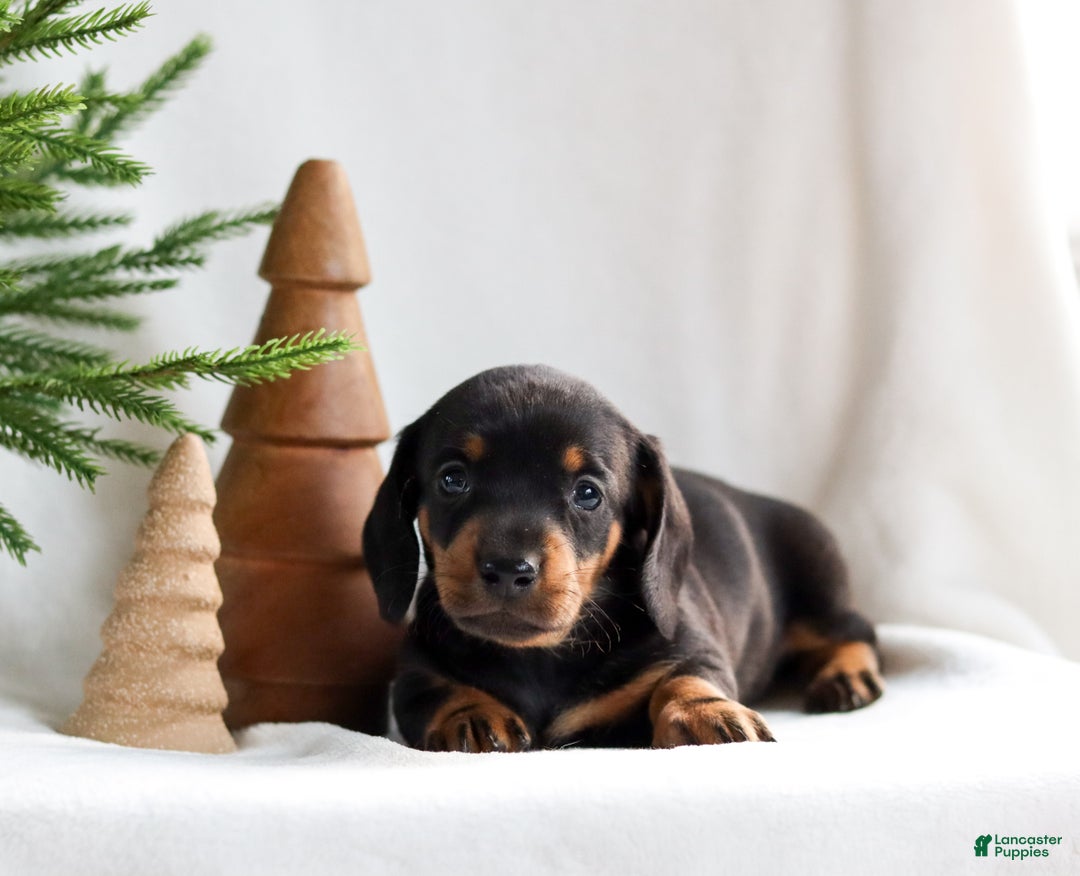 Miniature Dachshund dogs for sale: Hunter - Ad 2