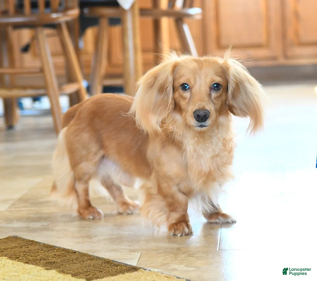 Miniature Dachshund dogs for sale: Scout - Ad 7