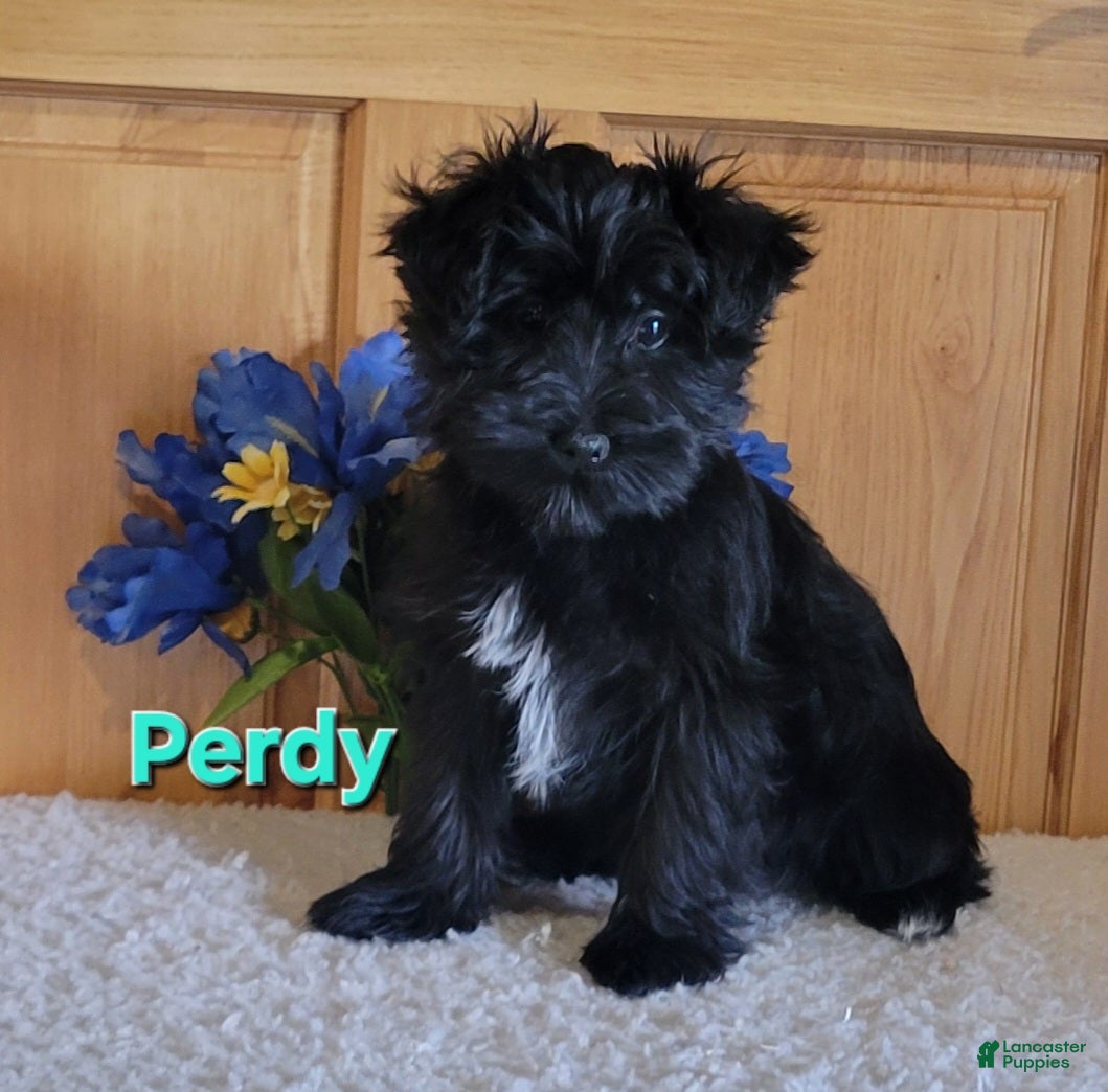 Morkie dogs Perdy - Ad 1
