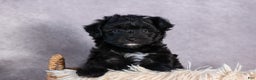 Mini Aussiedoodle dogs for sale: Kit Kat - Ad 8