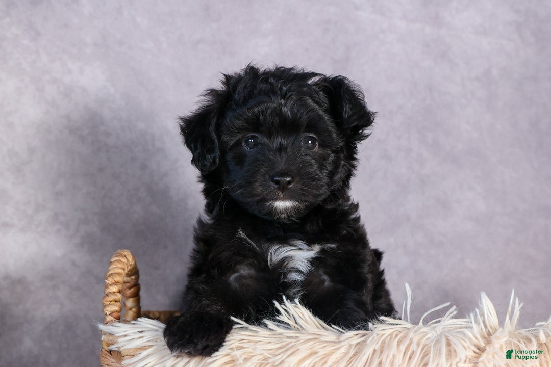 Mini Aussiedoodle dogs for sale: Kit Kat - Ad 8