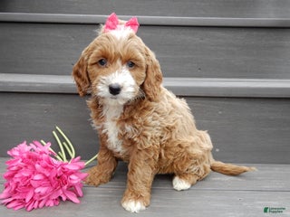 Mini Goldendoodle dogs Lulu - Ad 23