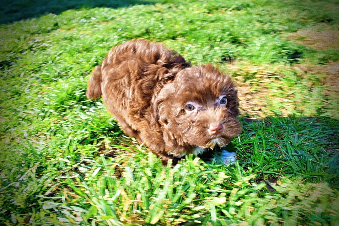 Havapoo dogs for sale: Sassy - Ad 12