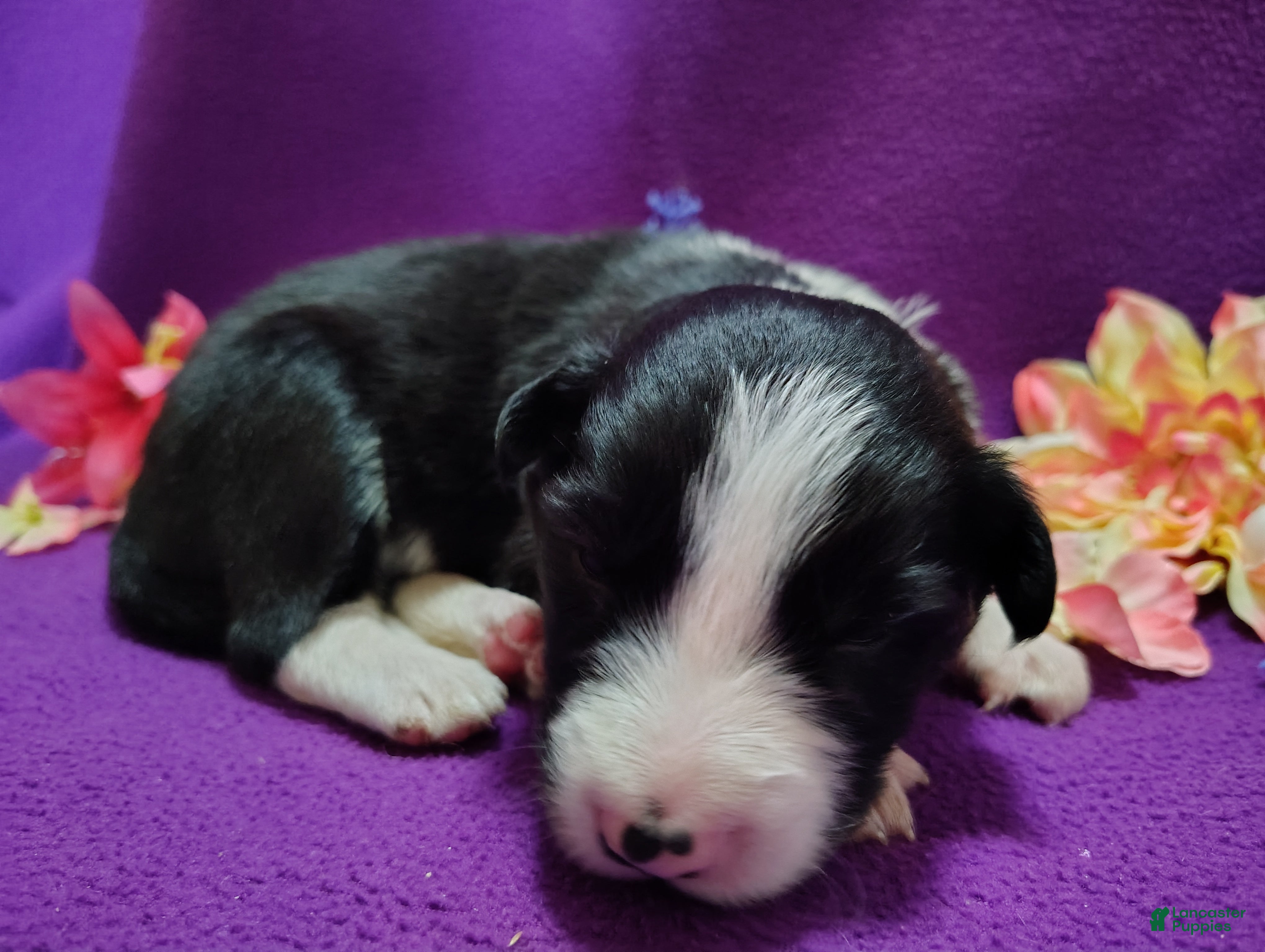 Border Collie dogs Ally - Ad 2