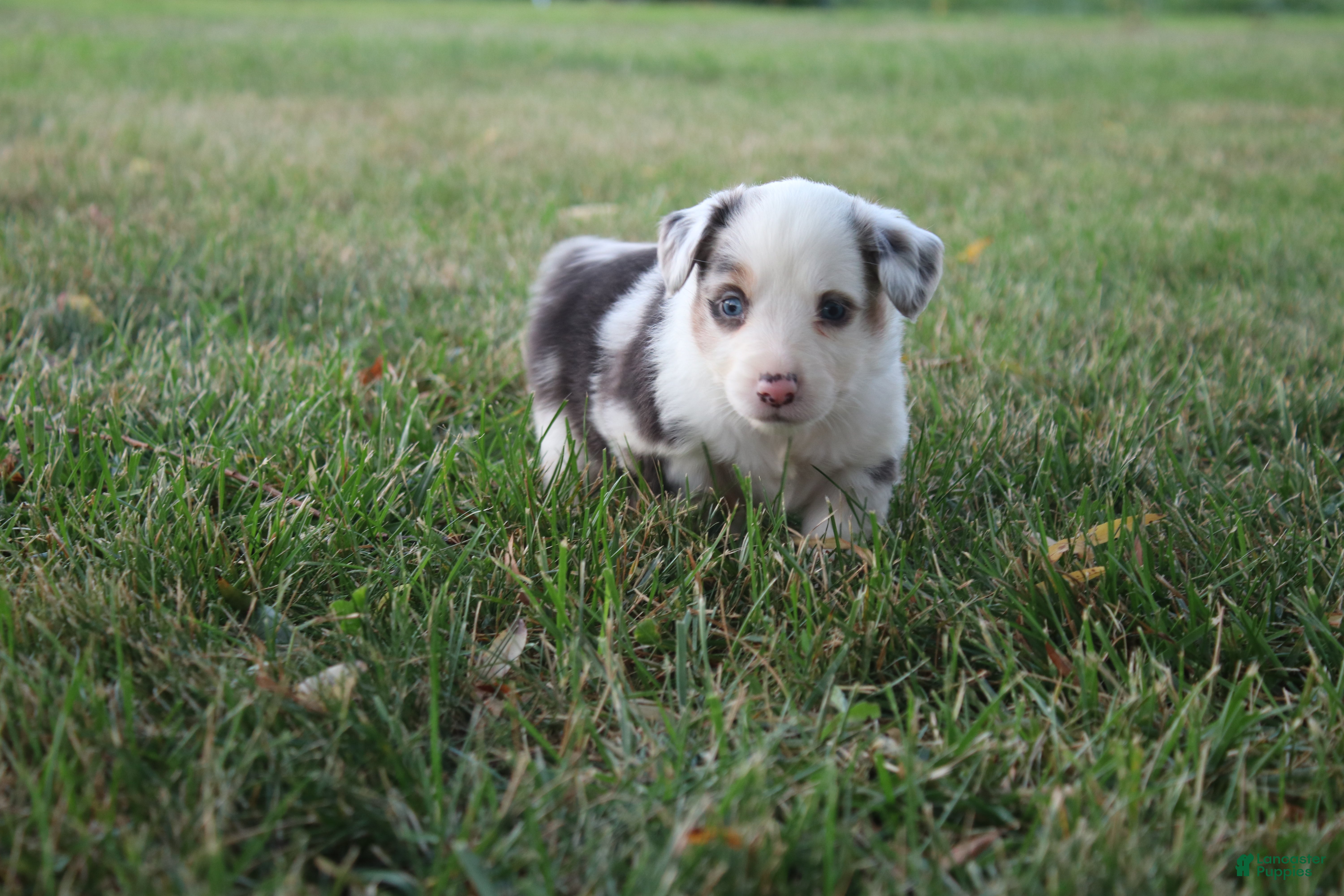 Miniature Australian Shepherd dogs Freedom - Ad 14