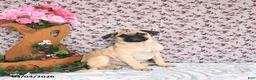 Pug dogs for sale: Lechito - Ad 1