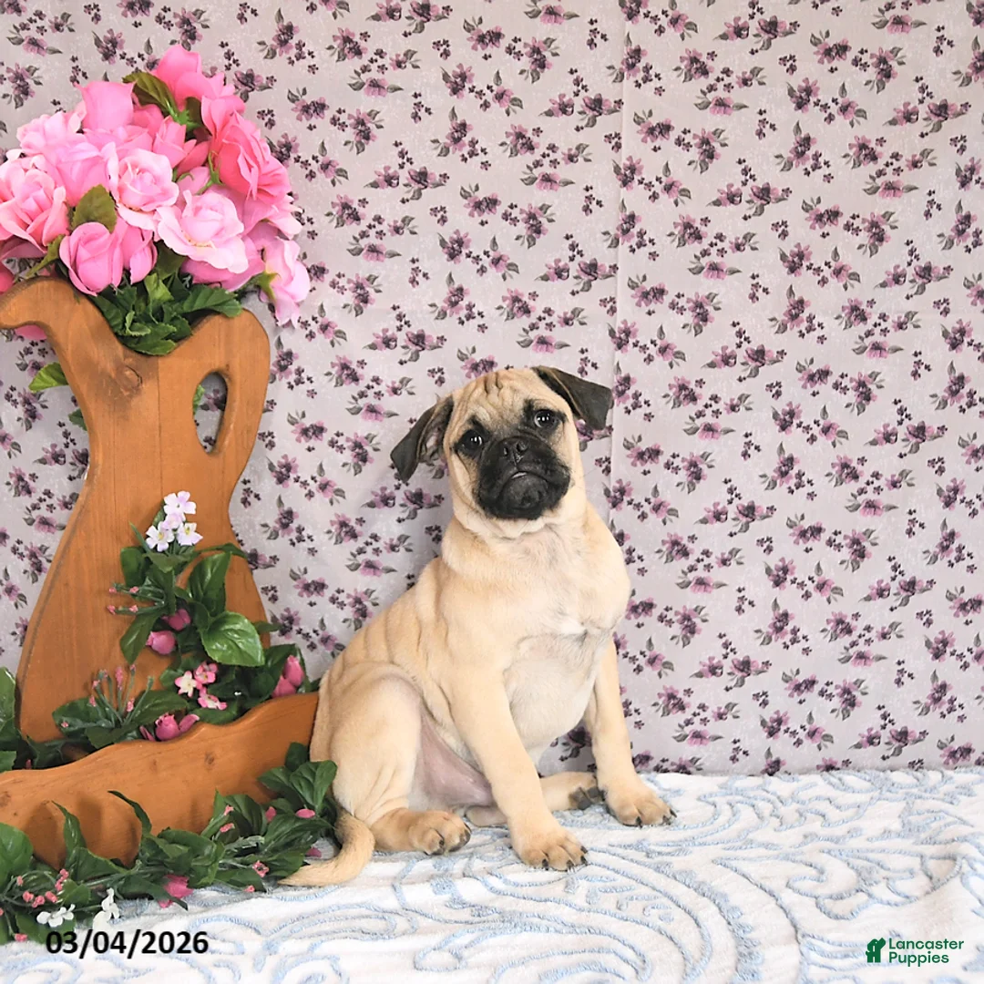 Pug dogs for sale: Lechito - Ad 1