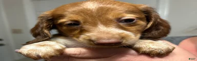 Dachshund 2