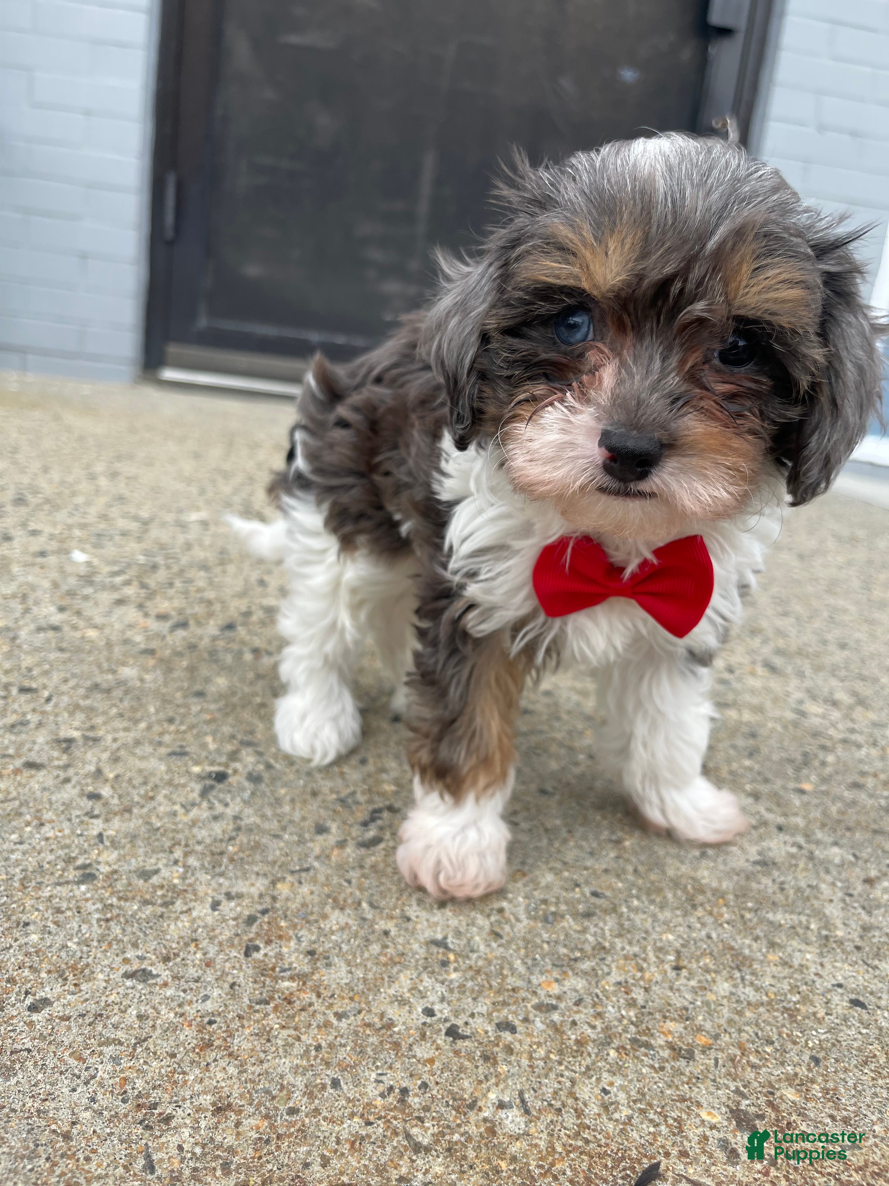 Cavapoo dogs Cavapoo Puppy 2 - Ad 21