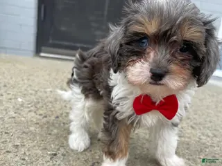 Cavapoo dogs Cavapoo Puppy 2 - Ad 21