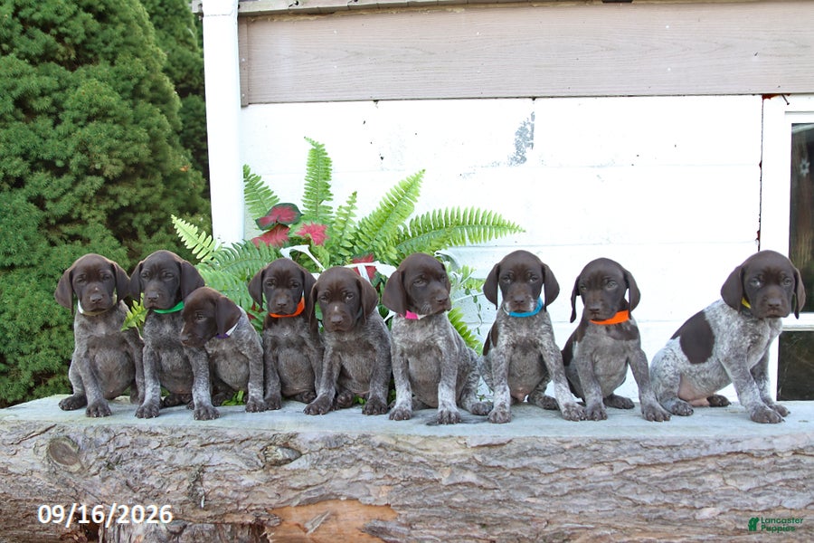 German Shorthaired Pointer dogs Molly - Ad 2