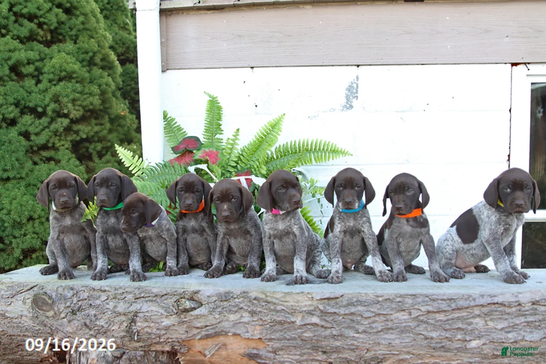 German Shorthaired Pointer dogs for sale: Molly - Ad 2