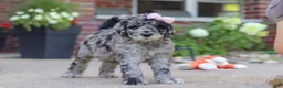 Newfypoo dogs for sale: Raina - Ad 6