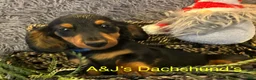 Miniature Dachshund dogs for sale: Miniature Dachshund Puppy 3 - Ad 3