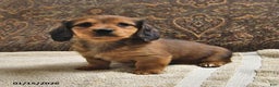 Miniature Dachshund dogs for sale: Rover - Ad 1