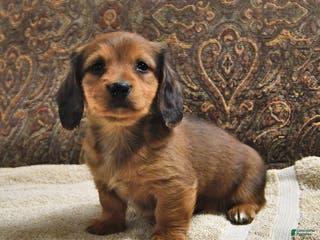 Miniature Dachshund dogs Rover - Ad 32