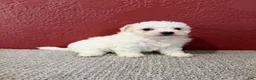 Teddy Bear dogs for sale: Judah - Ad 2