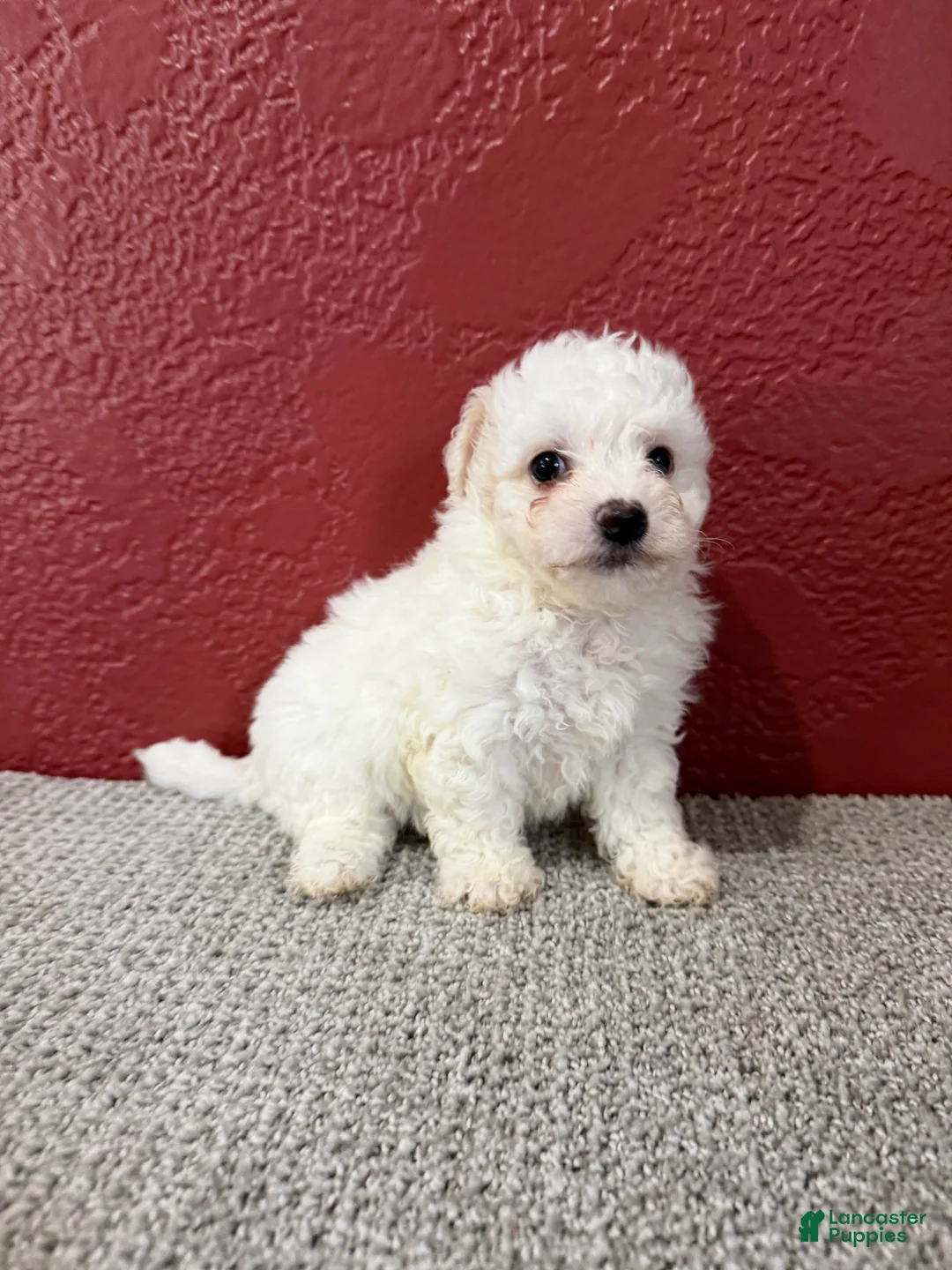 Teddy Bear dogs for sale: Judah - Ad 2