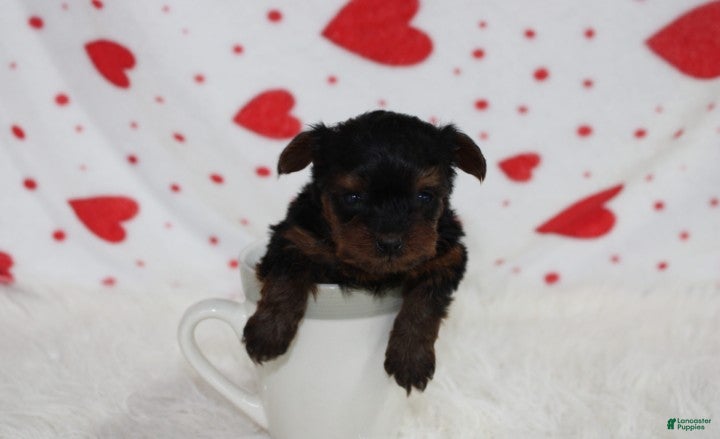 Yorkiepoo dogs Emmett  - Ad 1