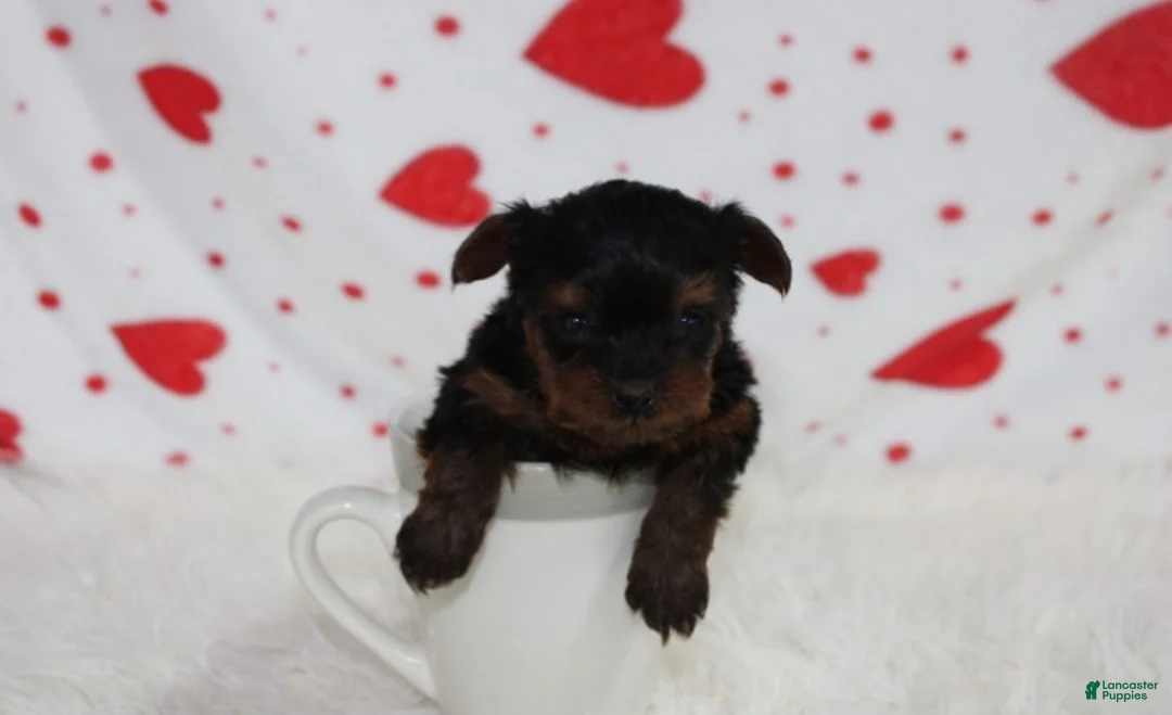 Yorkiepoo dogs for sale: Emmett  - Ad 1