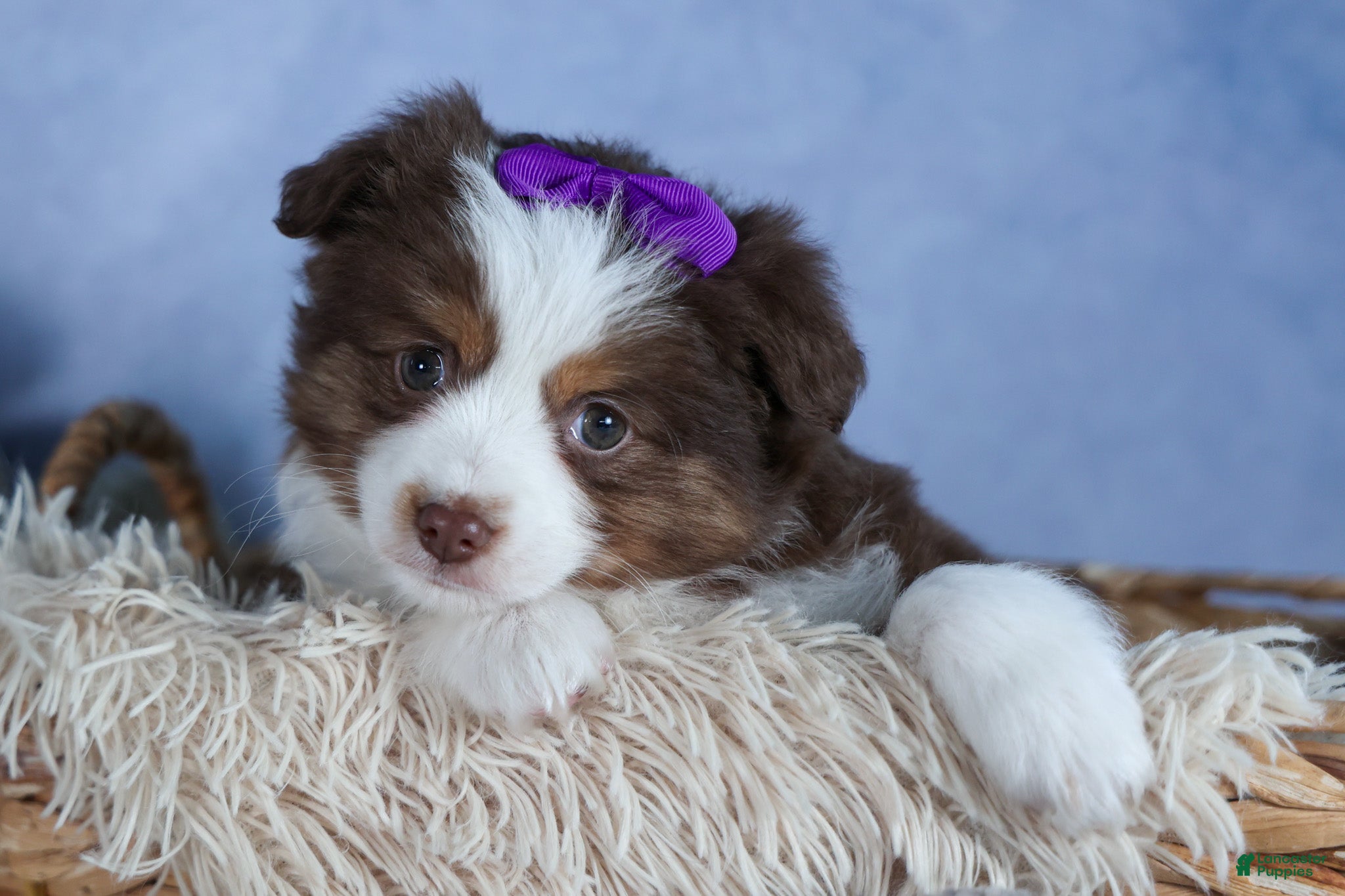 Miniature Australian Shepherd dogs EDIE - Ad 2