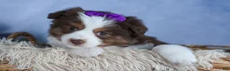 Miniature Australian Shepherd dogs for sale: EDIE - Ad 2