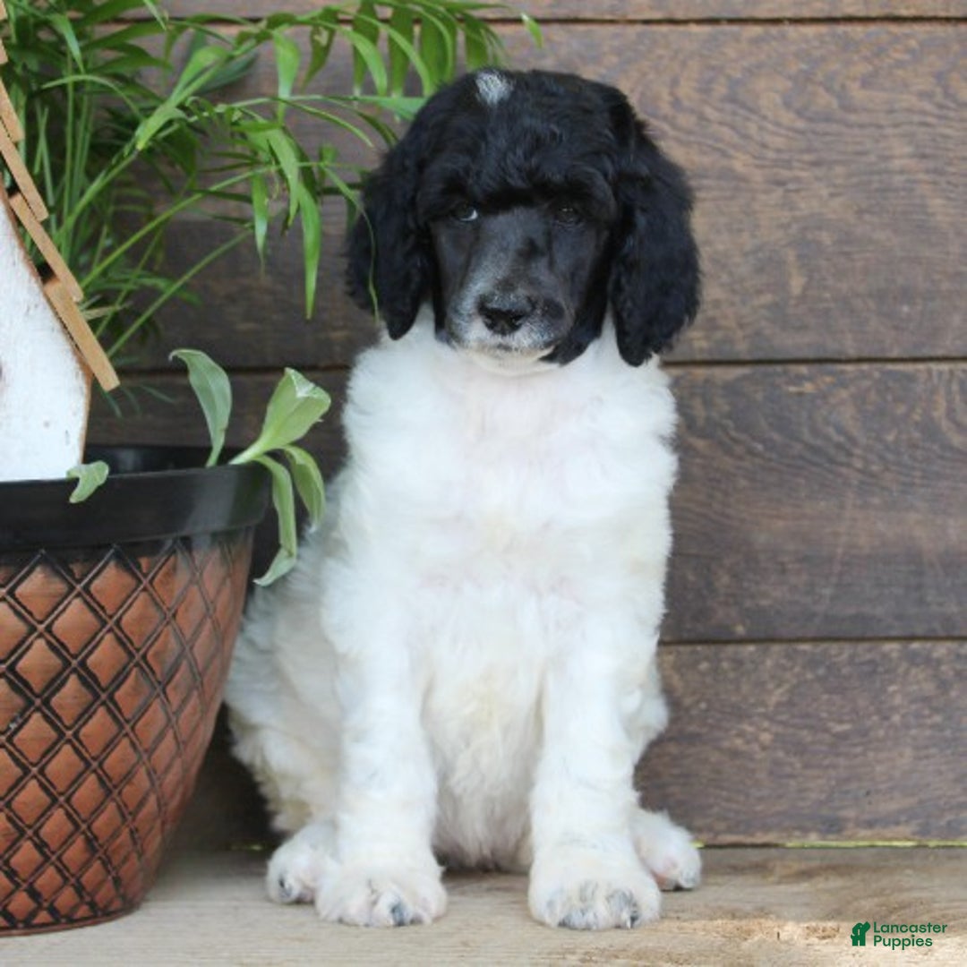 Standard Poodle dogs for sale: Fifi - Ad 1