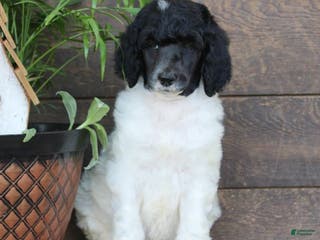 Standard Poodle dogs Fifi - Ad 33