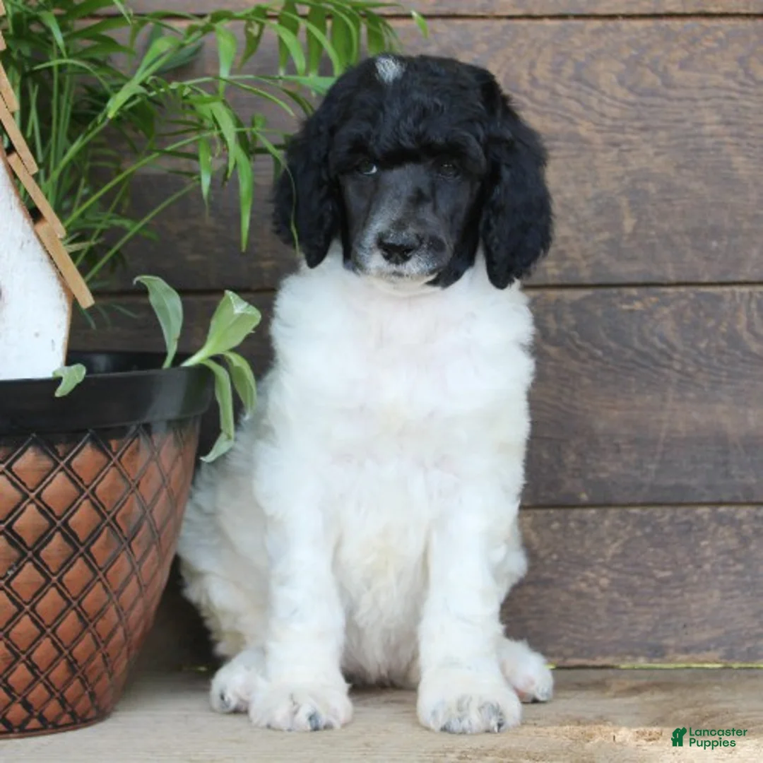 Standard Poodle dogs for sale: Fifi - Ad 1
