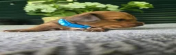 Miniature Dachshund dogs for sale: Cinnamon - Ad 3
