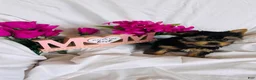 Yorkshire Terrier dogs for sale: Yorkshire Terrier Puppy 1 - Ad 2
