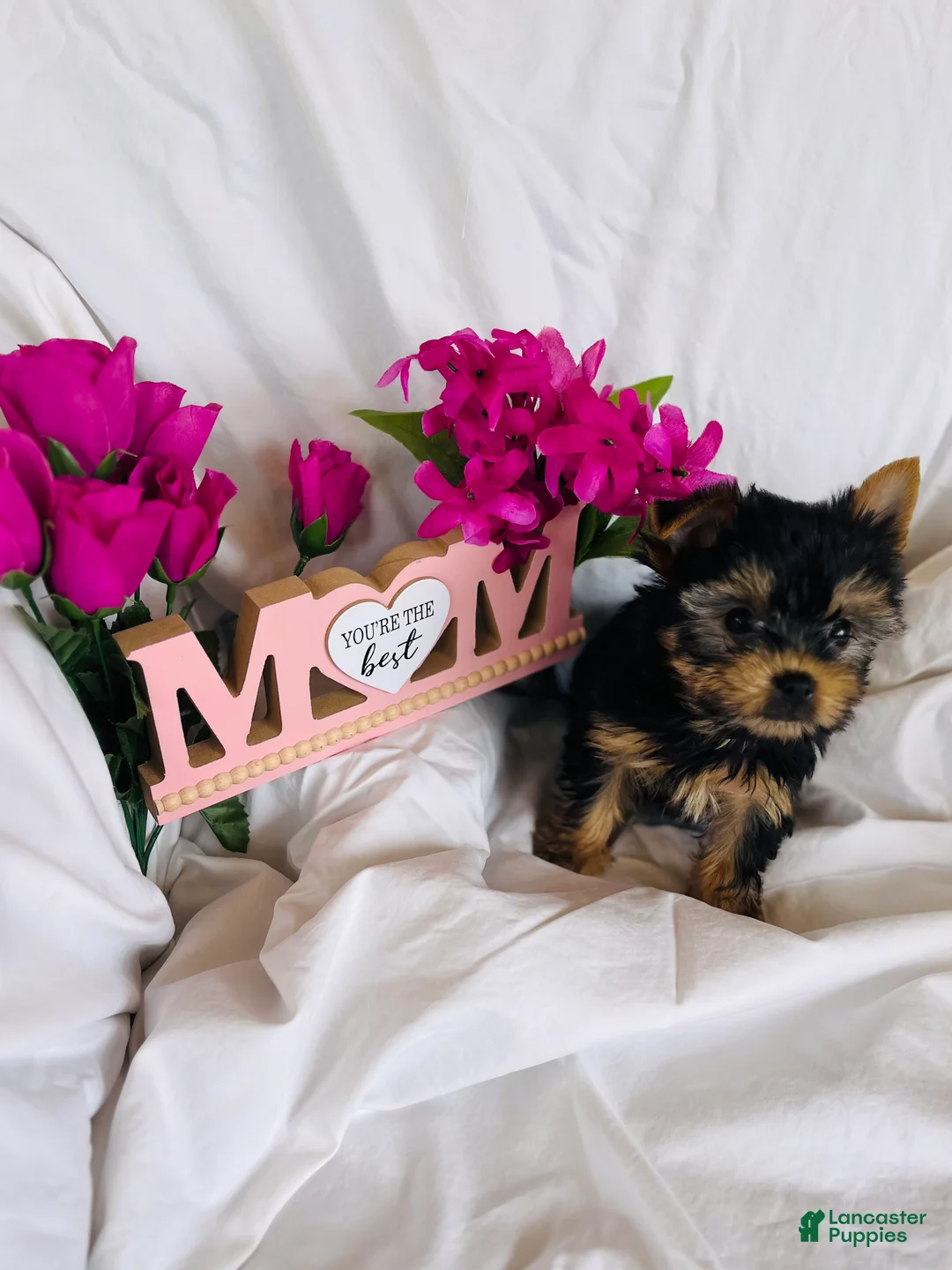 Yorkshire Terrier dogs for sale: Yorkshire Terrier Puppy 1 - Ad 2