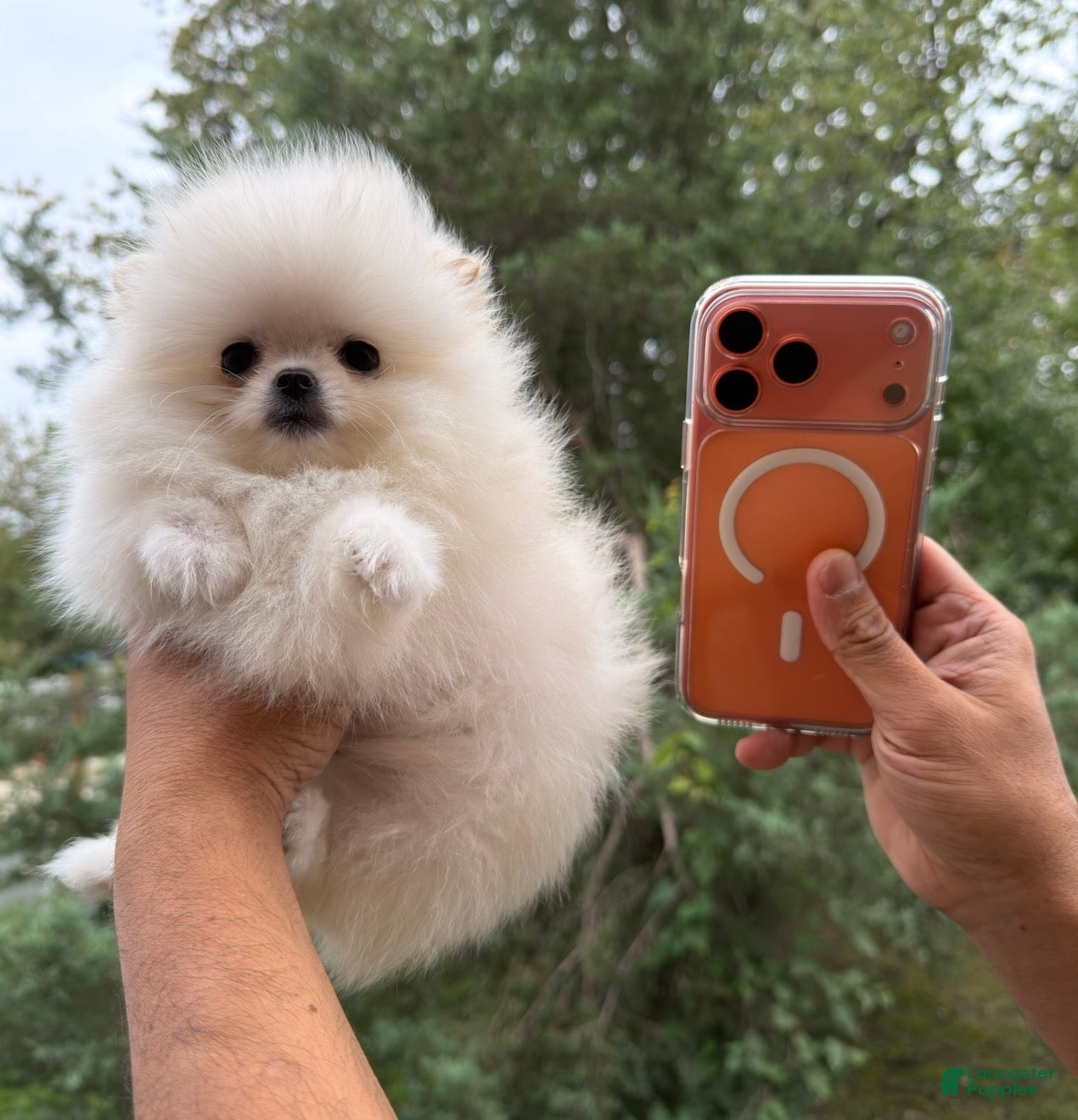 Pomeranian dogs Teacup Pomeranian korean bloodline 1 - Ad 1