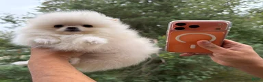 Teacup Pomeranian korean bloodline 1