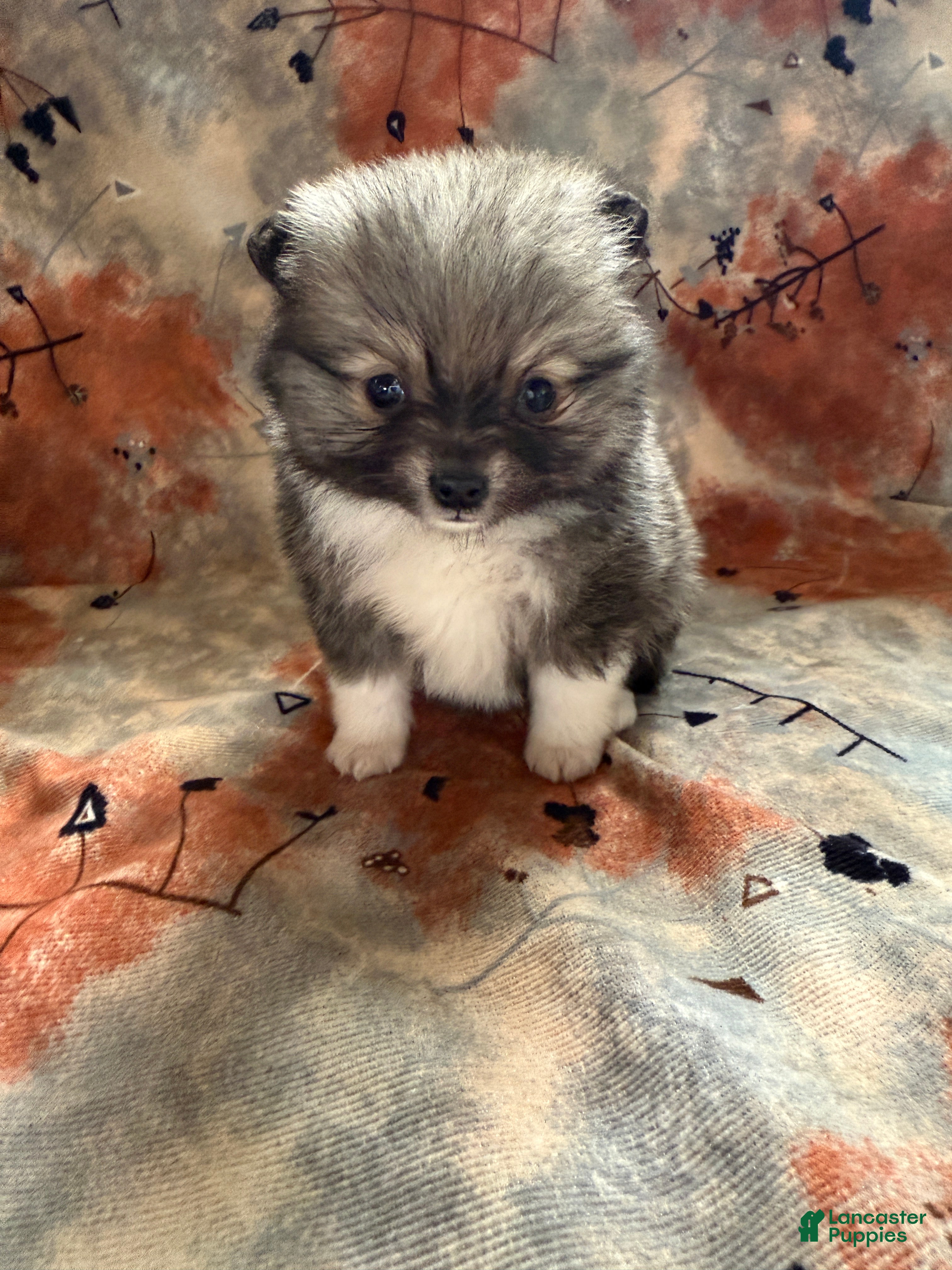 Pomeranian dogs Lynn - Ad 2