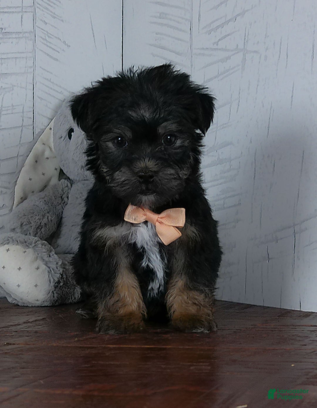 Shorkie dogs for sale: Bandit - Ad 1