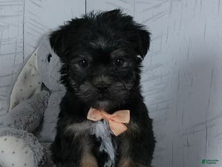 Shorkie dogs Bandit - Ad 1