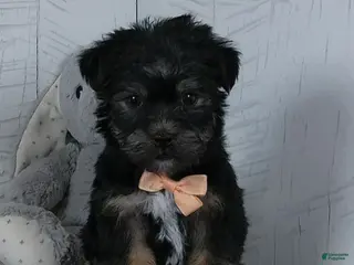 Shorkie dogs Bandit - Ad 21