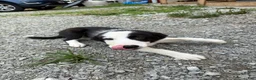 Border Collie dogs for sale: Biggie - Ad 3