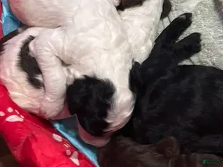 Standard Poodle dogs BLACK STANDARD POODLE - LILLIAN - Ad 27