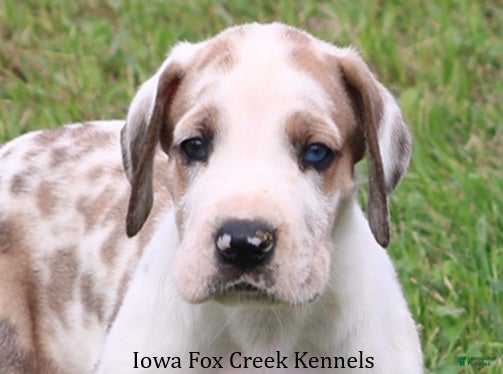 Great Dane dogs Great Dane 2 - Ad 1