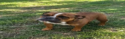 English Bulldog dogs for sale: Buster - Ad 15