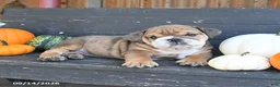 English Bulldog dogs for sale: Jennica - Ad 5