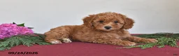 Mini Goldendoodle dogs for sale: Penny - Ad 5