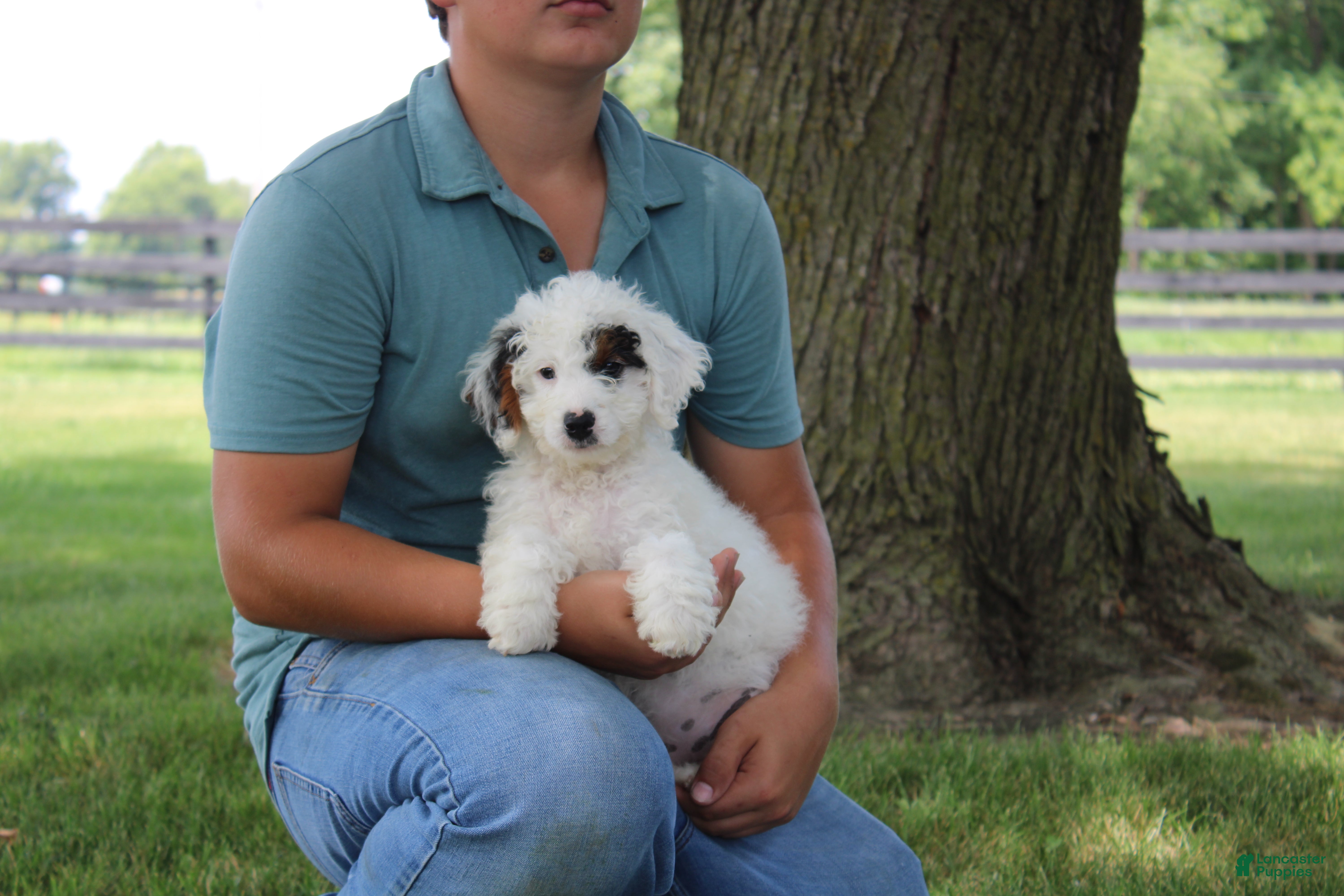 Mini Goldendoodle dogs Reina  - Ad 1