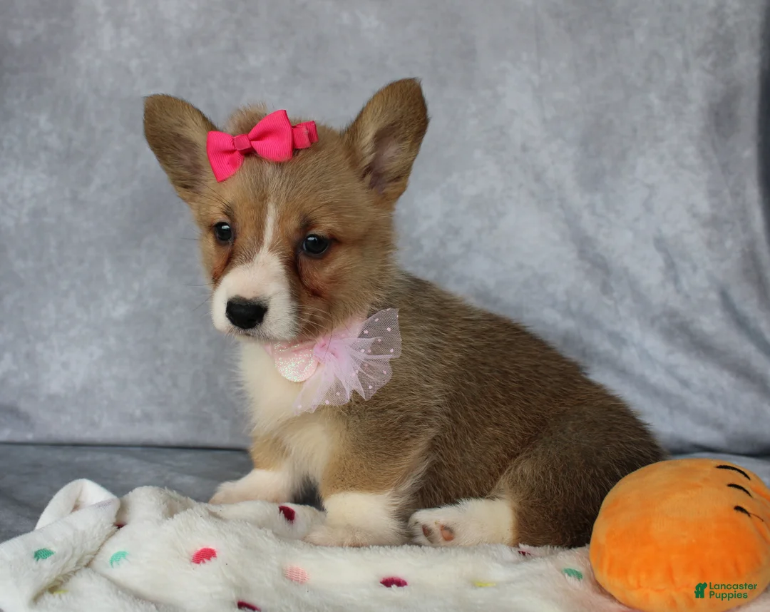 Welsh Corgi Pembroke dogs for sale: Lenny - Ad 2
